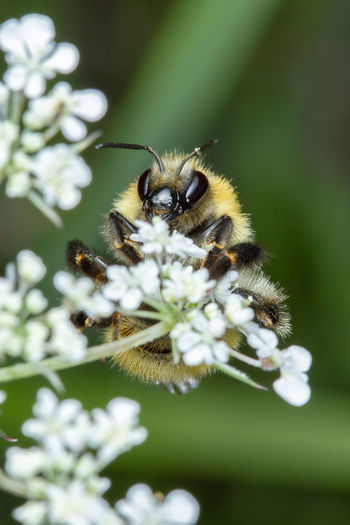 Little honey bee collecting pollen on white flowers