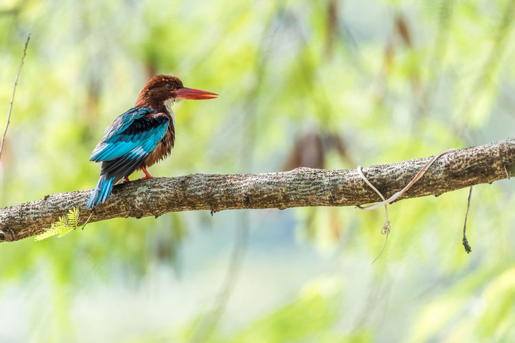 White-throated kingfisher perched	