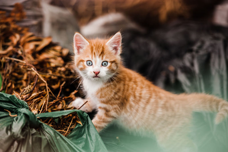 Portrait of ginger kitten