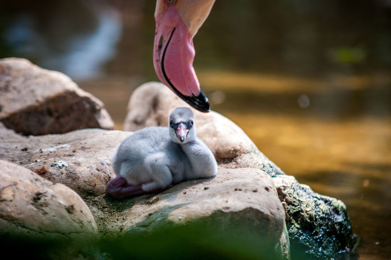 Close-up of flamingo with young bird on rock in water