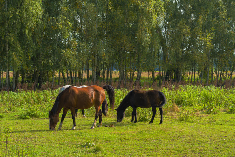 Horses eating in the pasture