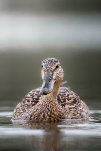 Close-up of duck swimming in lake