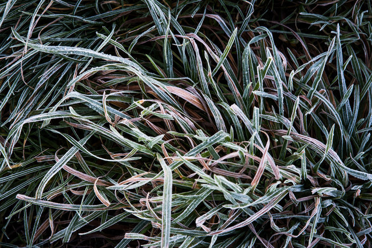Full frame shot of frozen grass on field