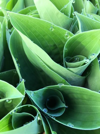 High angle view of succulent plant leaves