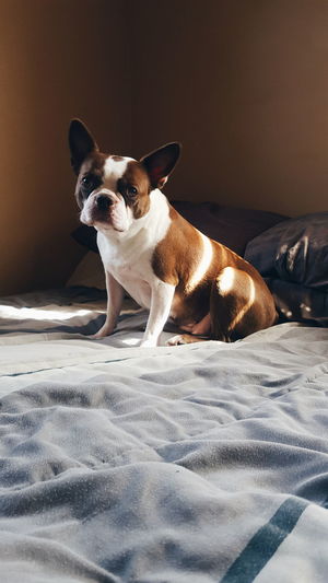 Portrait of dog on bed