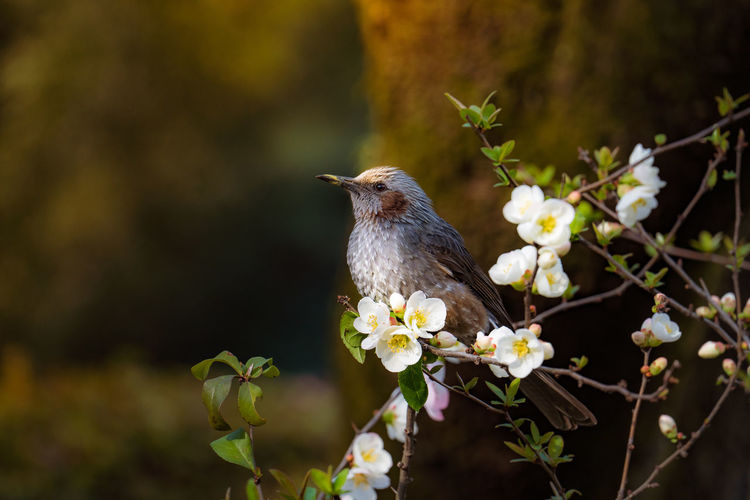 Bird perching on flower
