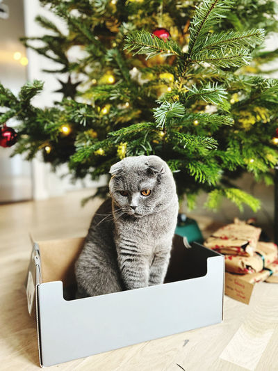 Cat sitting on christmas tree
