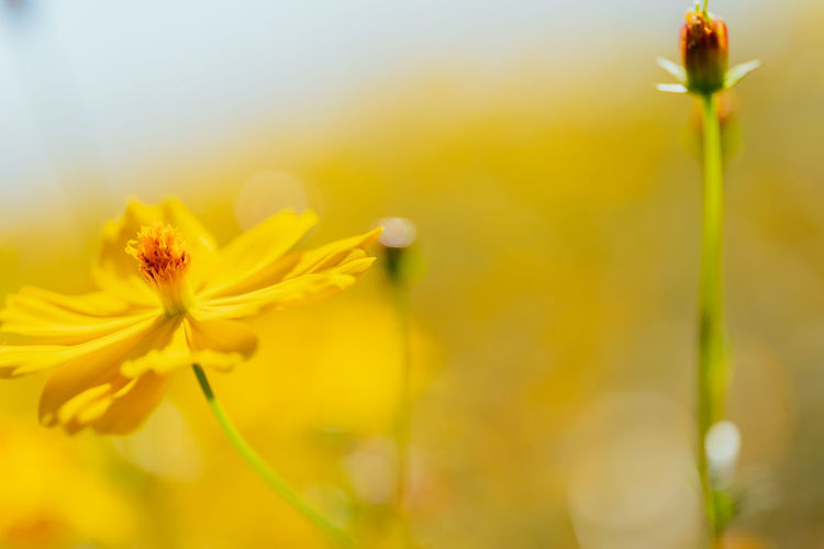Close-up of yellow flower