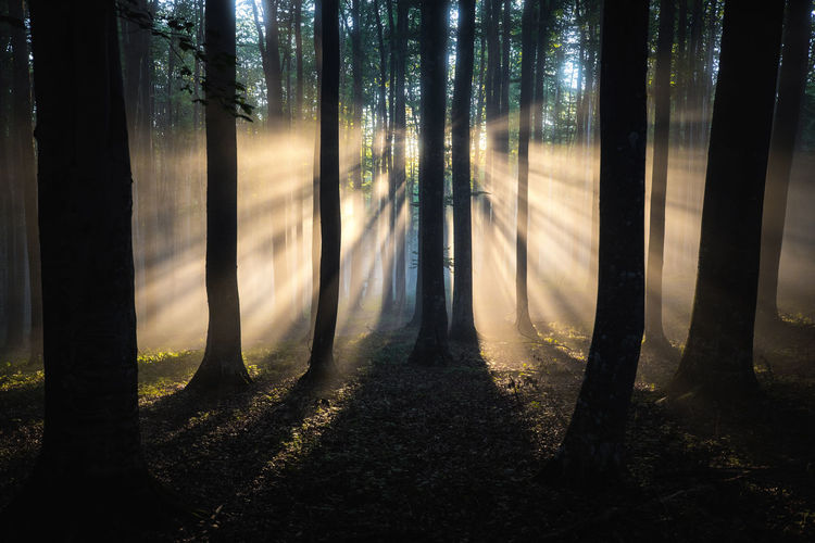 Sunlight streaming through trees in wilderness forest. nature wallpaper. transylvania,romania