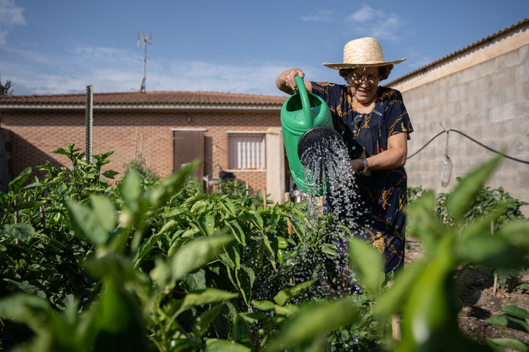 Senior female gardener with watering can pouring water on shrubs with green peppers while standing in garden on summer day