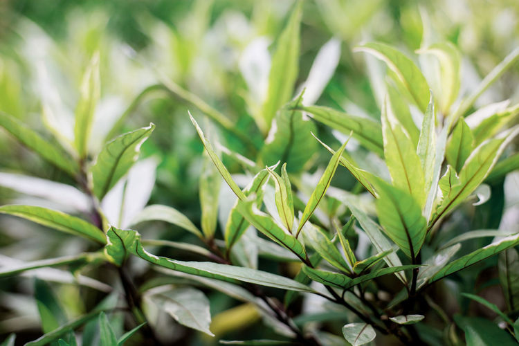 Close-up of fresh green leaves