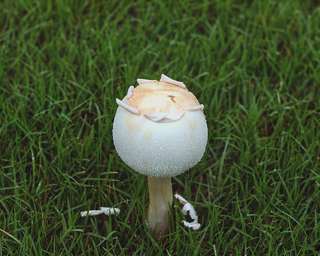 Close-up of mushroom growing on field
