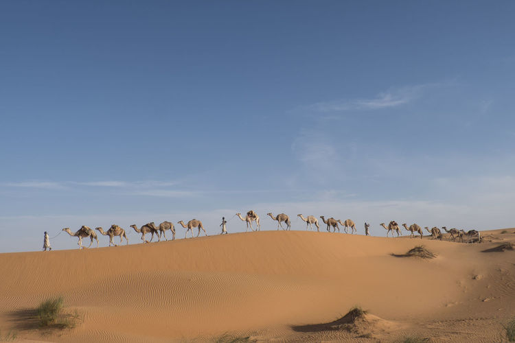 Camel caravan is crossing the sahara desert in soft afternoon light