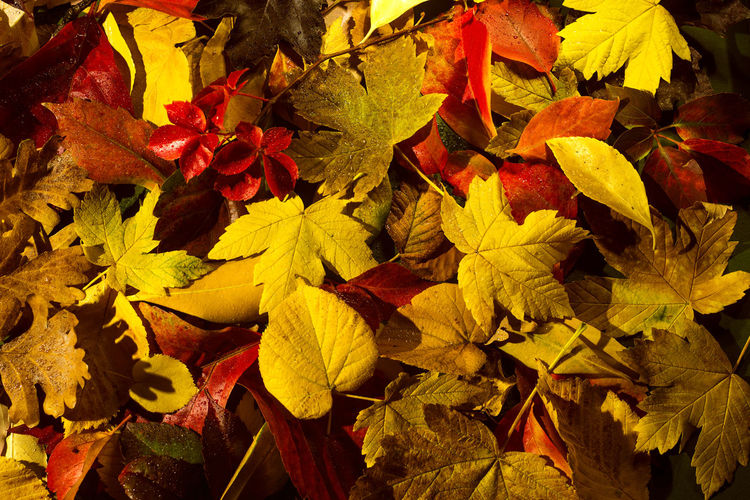 High angle view of autumnal leaves