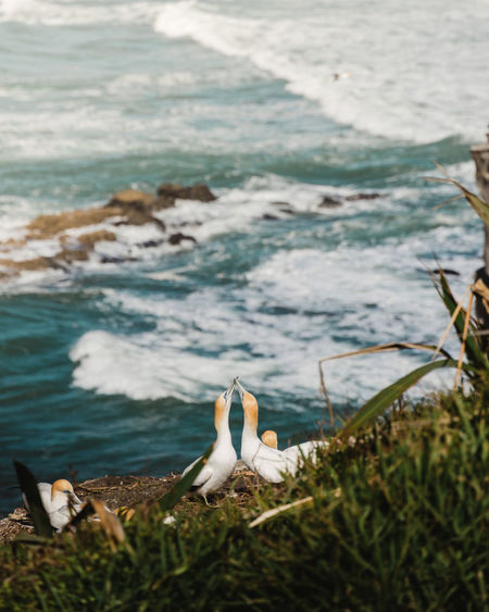 Gannets on shore