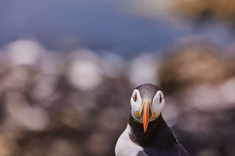 Puffin standing on a rock cliff . fratercula arctica 