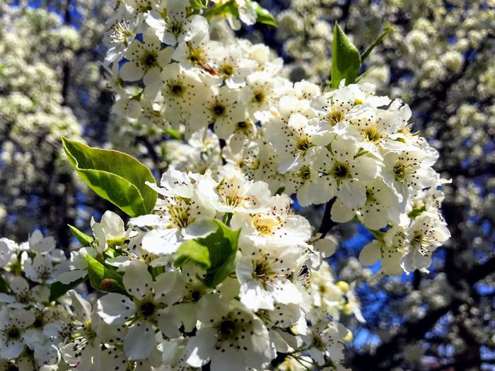 Close-up of white flowering plant