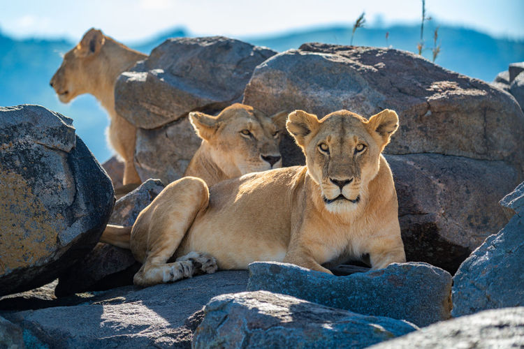 Two lionesses lie among rocks with another