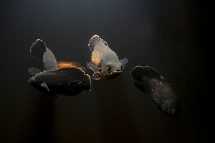 Oscar fish swimming under water on dark background