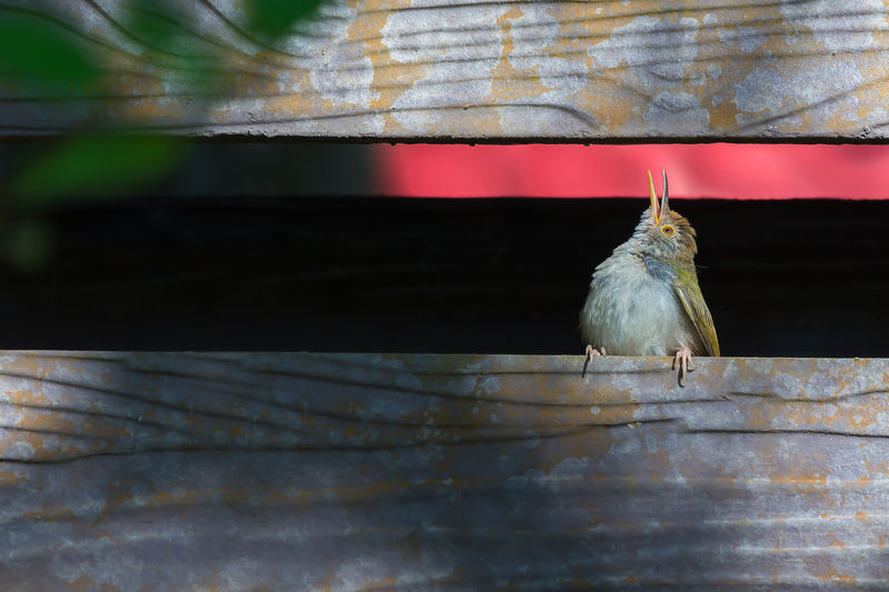 Low angle view of tailorbird perching on wooden fence