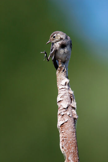 Young white wagtail on bullrush