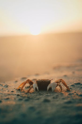 Crabs are playing on the beach