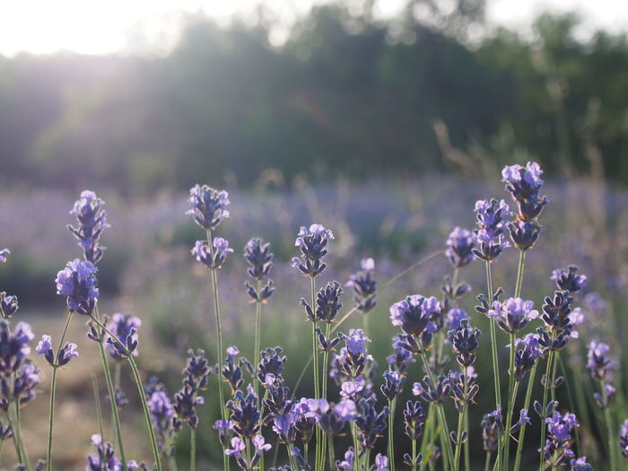 Lavender flowers growing on field