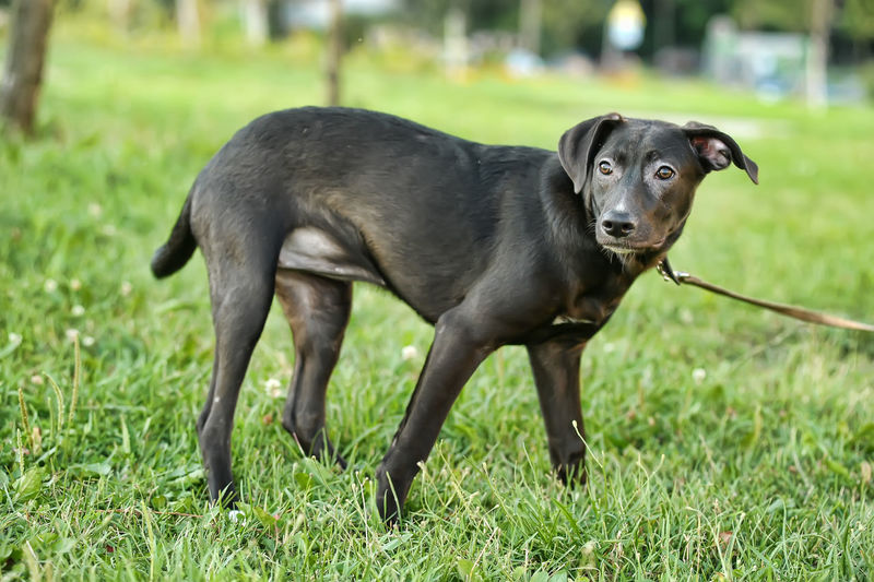 Black dog looking away on field