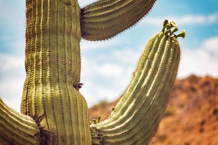 Saguaro cactus in the desert housing a bird