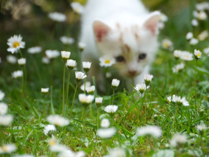 Cat standing by white flowers on field