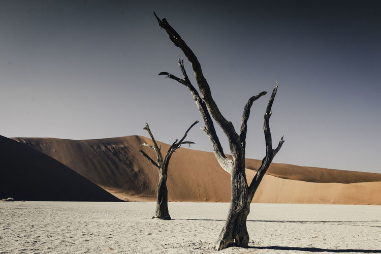 BARE TREE IN DESERT AGAINST SKY