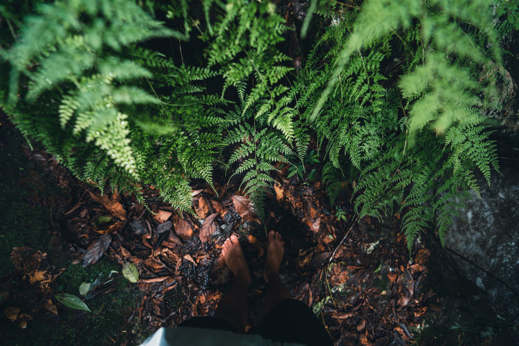 High angle view of man standing by leaves on field in forest