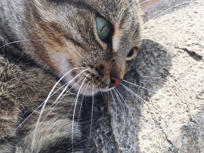 Close-up of a cat