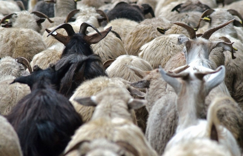 High angle view of sheep and goat in a herd
