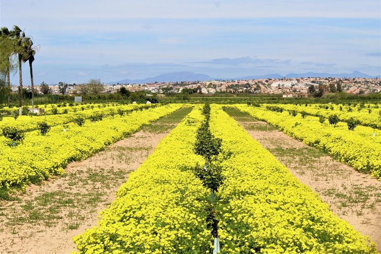 agriculture