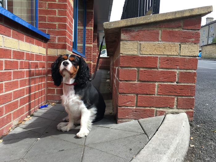 Dog sitting on brick wall