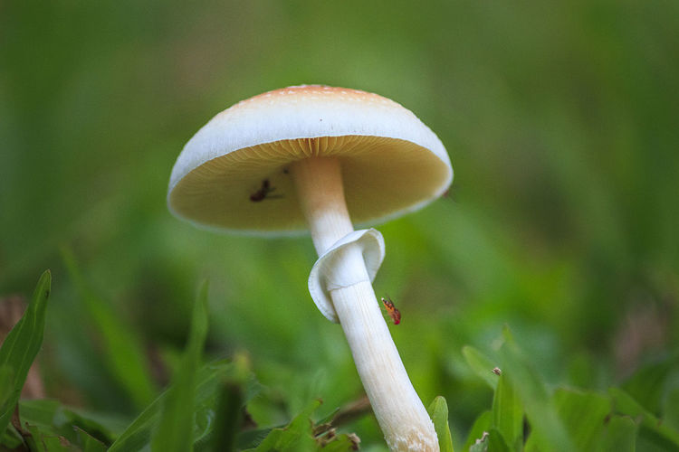 Large white sandalwood mushrooms, growing among green grass, umbrella-shaped, aceh-indonesia