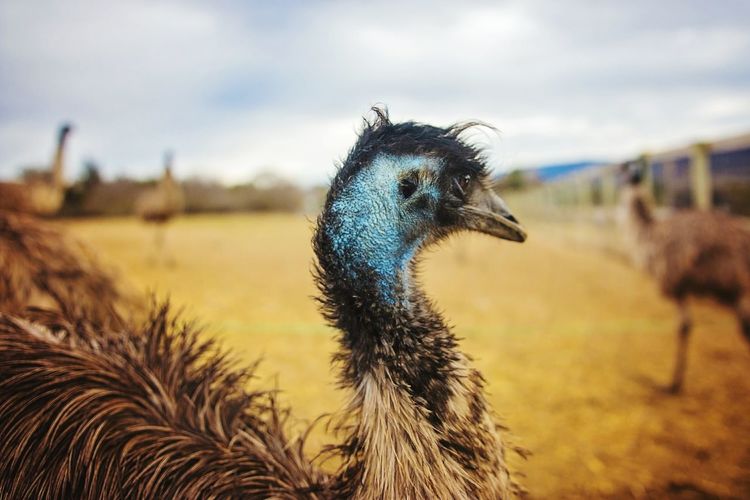 Close-up of emu at farm