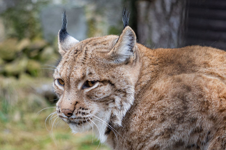Close-up of a cat looking away