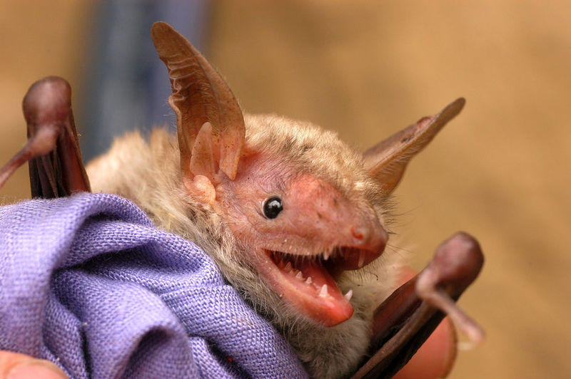 Close up portrait of a bat with long ears