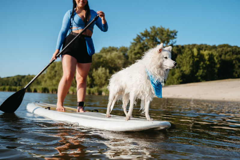 Snowy japanese spitz dog standing on sup board, woman paddleboarding with her pet on the city lake