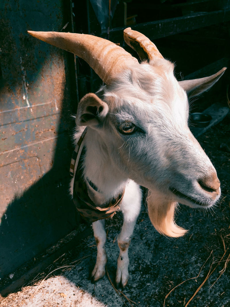 Page 5 of Goat pictures | Curated Photography on EyeEm