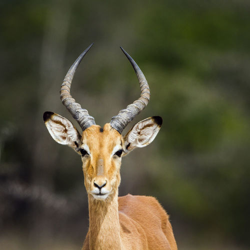 Close-up portrait of antelope outdoors