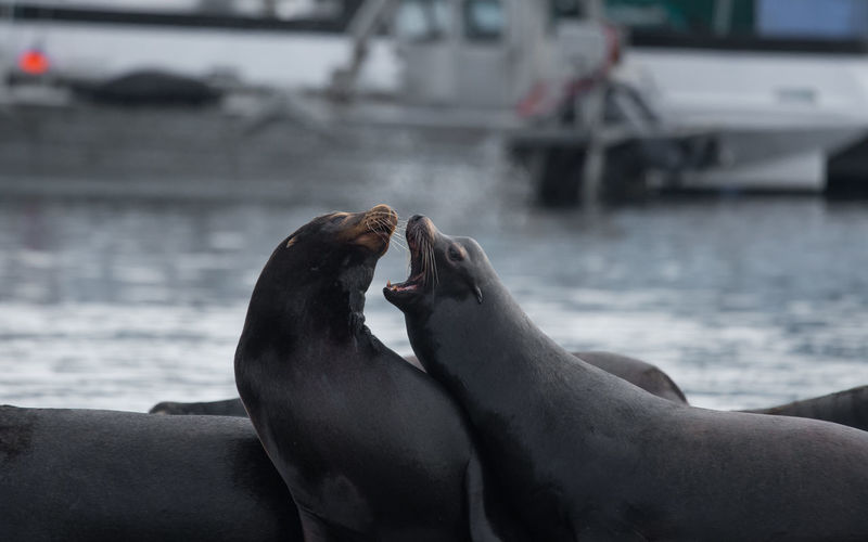 Close-up of sea lions by sea