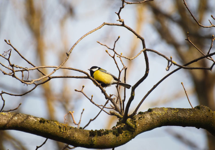 Bird perching on branch