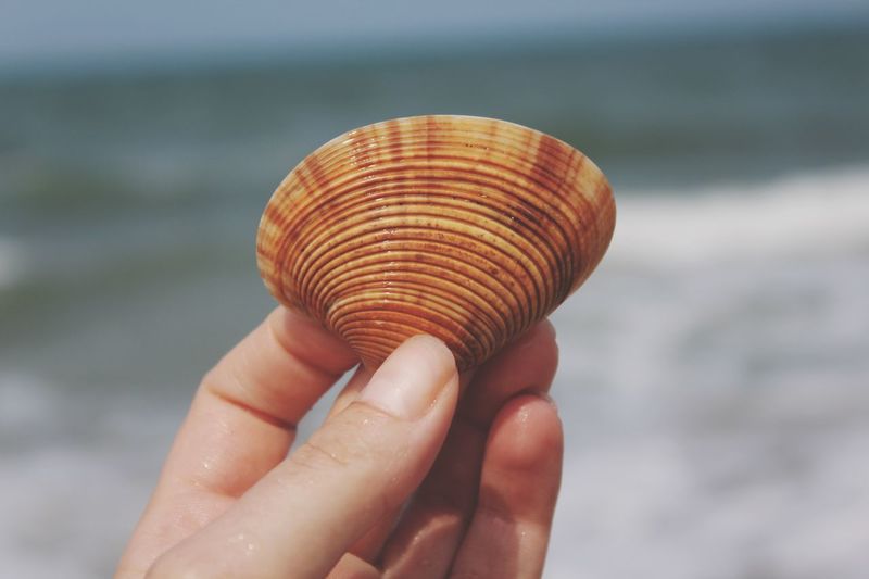 Cropped image of seashell holding at beach