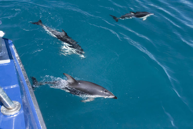 Dolphins swimming next to boat