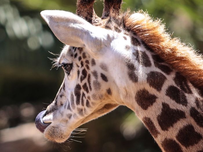 Close-up of a giraffe