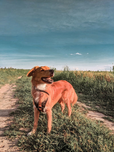 Dog standing on field against sky