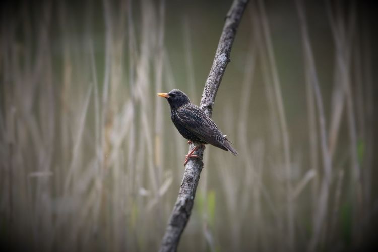 Close-up of starling perching on branch